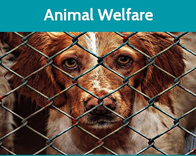 TFEC Animal Welfare Fund - The Foundation For Enhancing Communities