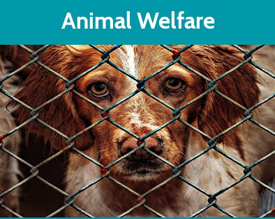TFEC Animal Welfare Fund - The Foundation For Enhancing Communities TFEC Animal Welfare Fund - The Foundation For Enhancing Communities